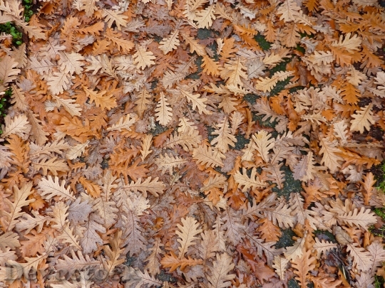 Devostock Oak Leaves Foliage Autumn