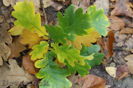 Devostock Oak Leaves Leaves Emerge 0