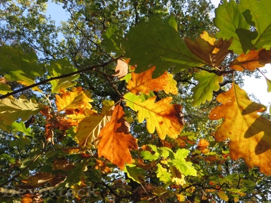 Devostock Oak Leaves Oak Autumn