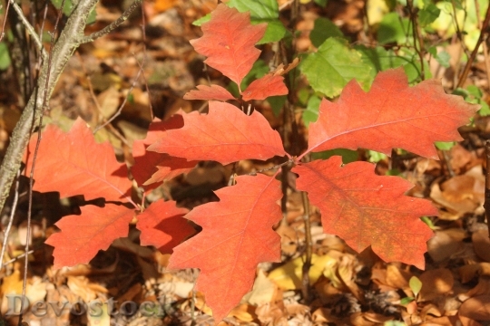 Devostock Oak Leaves Oak Leaves