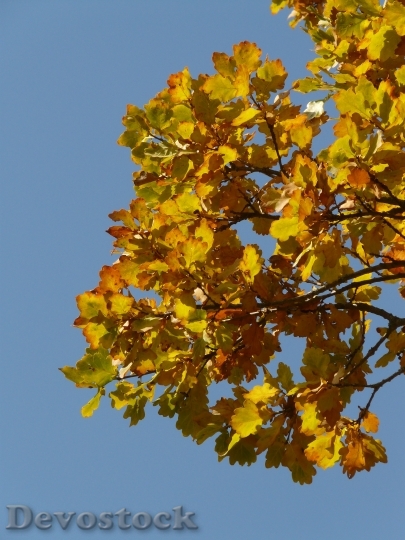 Devostock Oak Leaves Oak Quercus 12