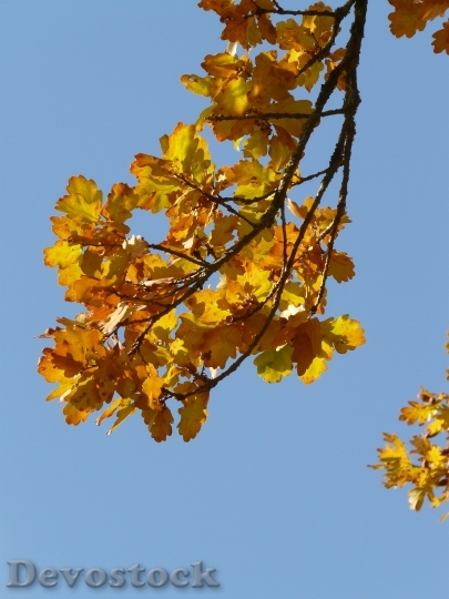 Devostock Oak Leaves Oak Quercus 15
