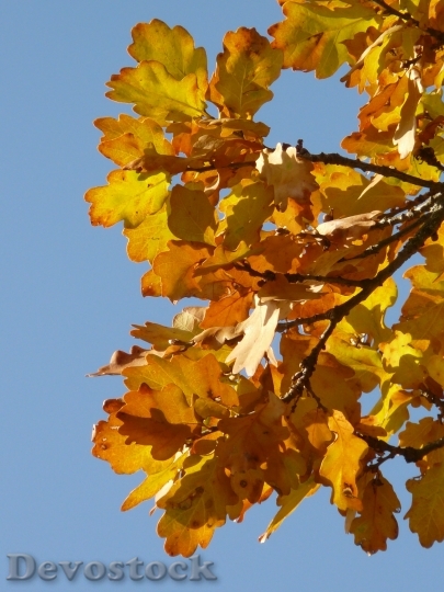 Devostock Oak Leaves Oak Quercus 5