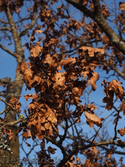 Devostock Oak Leaves Oak Tree