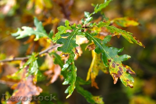 Devostock Oak Leaves Sunny Oak