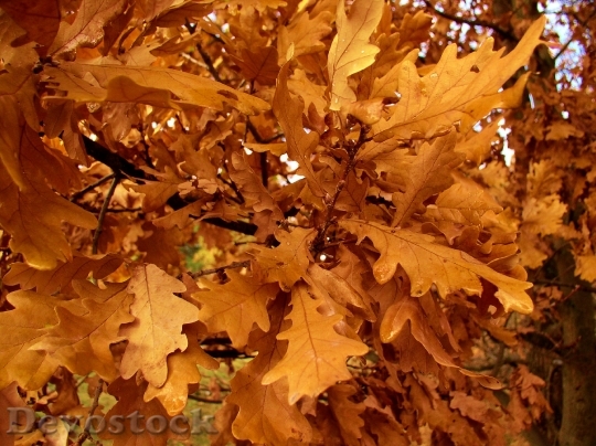 Devostock Oak Leaves Tree Autumn