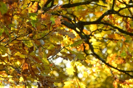 Devostock Oak Oak Leaves Branch