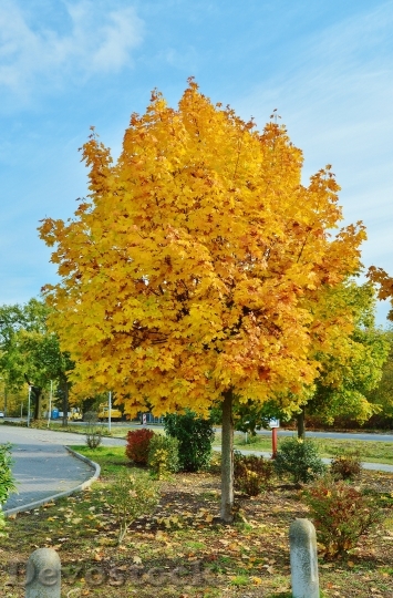 Devostock October Autumn Colours Tree