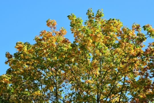 Devostock October Autumn Leaves Golden