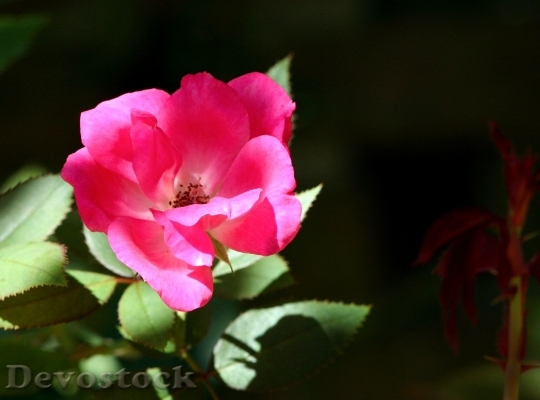Devostock Old Time Rose Flower