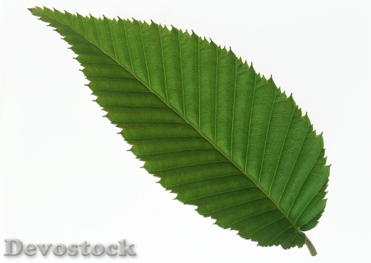 Devostock One Green Leaf Close 1