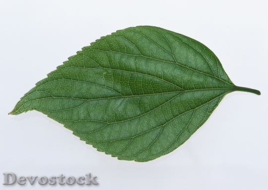 Devostock One Green Leaf Close 2