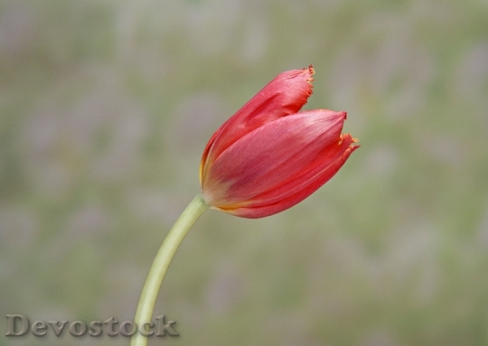 Devostock One Red Tulip 0