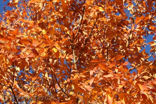Devostock Orange Autumn Leaves Tree