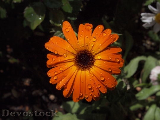 Devostock Orange Color Flowers Chrysanthemum