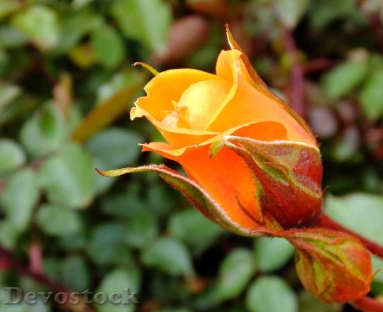 Devostock Orange Flower Macro 955
