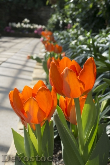 Devostock Orange Flower Tulip Nature