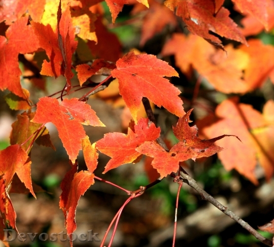 Devostock Orange Leaves Colorful Bright