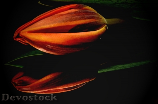 Devostock Orange Tulip Flower 135930