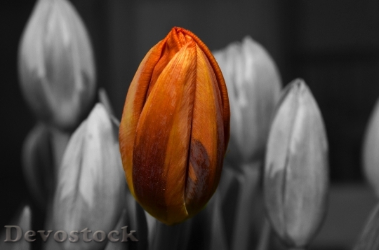 Devostock Orange Tulip Flower 135931