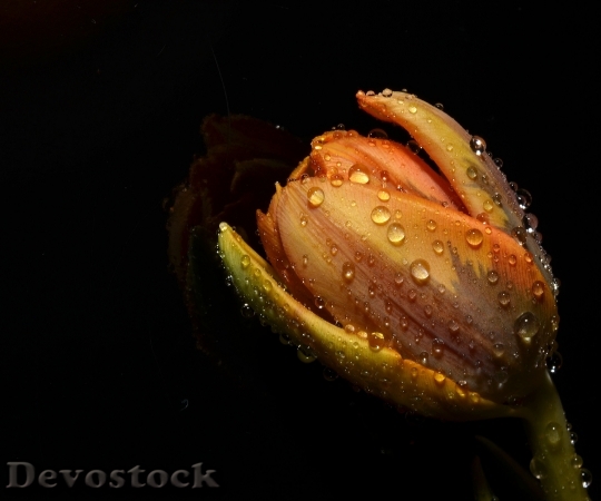 Devostock Orange Tulip Flower 135932