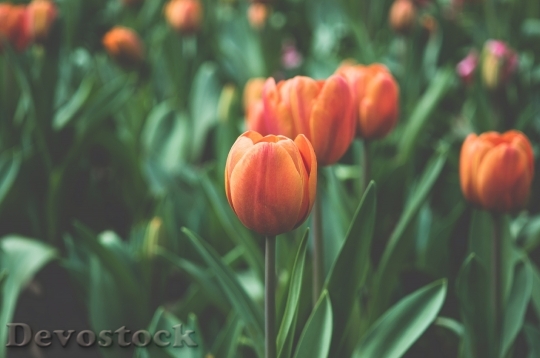 Devostock Orange Tulips Flowers Garden 0