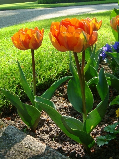 Devostock Orange Tulips Orange Flower