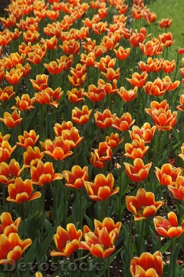 Devostock Orange Yellow Tulips Flower