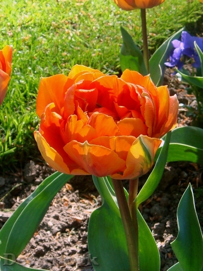 Devostock Oranje Tulp Orange Flower