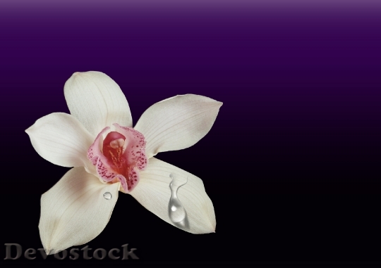 Devostock Orchid Flower 0
