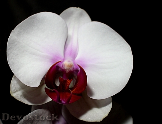 Devostock Orchid Flower Flora Bloom