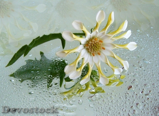 Devostock Osteospermum White Flower Blossom