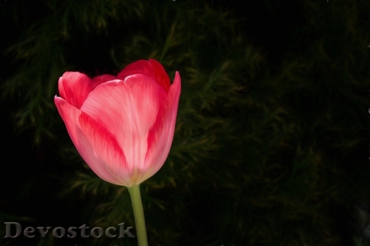 Devostock Painting Image Tulip Flower