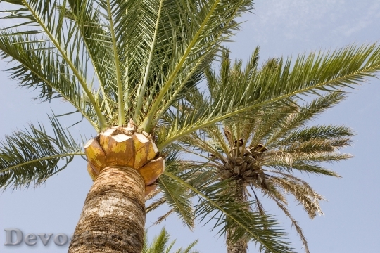 Devostock Palm Tree Coconut Exotic