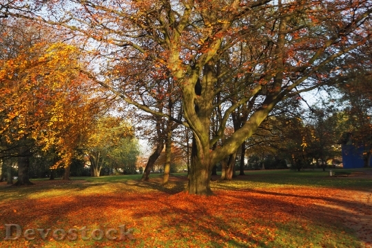 Devostock Park Autumn Leaves Castle
