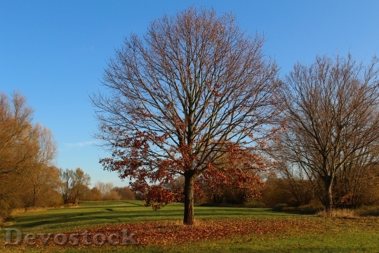 Devostock Park Autumn Tree Sun