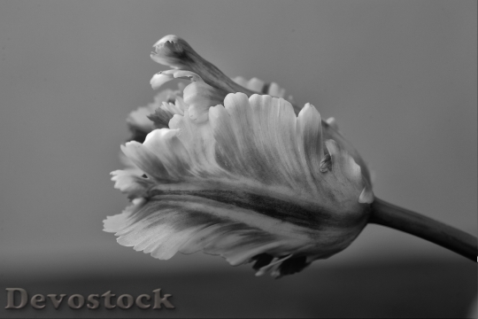 Devostock Parrot Tulip Tulips Flower 0