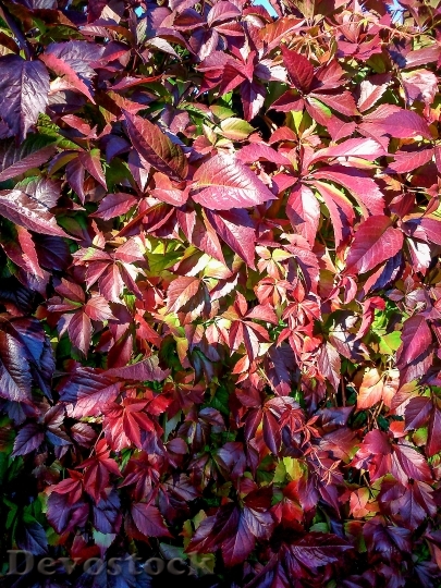 Devostock Parthenocissus Red Leaves Autumn