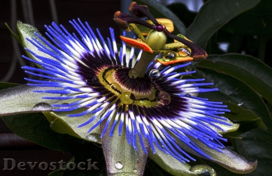 Devostock Passion Flower Blue Passion