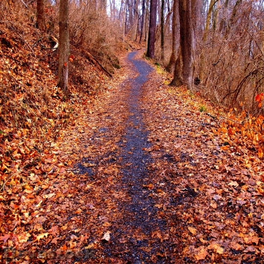 Devostock Path Through Autumnal Forest