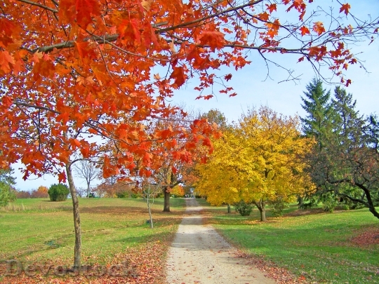 Devostock Path Trees Autumn Fall