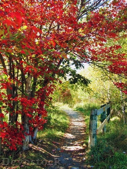 Devostock Pathway Autumn Fall Nature