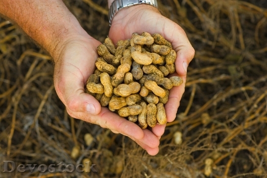 Devostock Peanuts Raw Agriculture Food