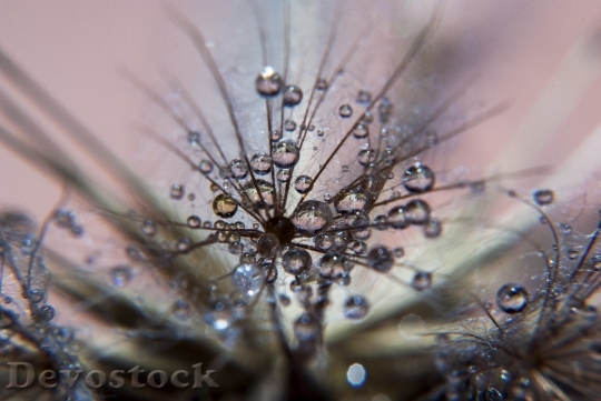 Devostock Pearl Drop Water Dandelion