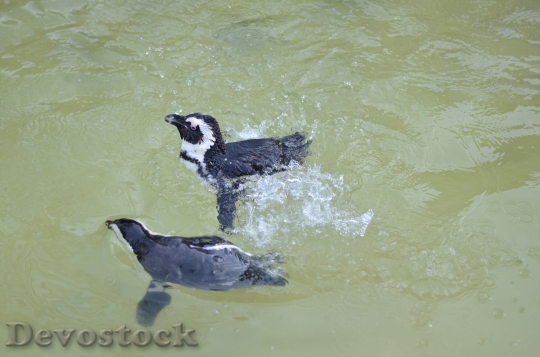 Devostock Penguins Water Speters Spetter