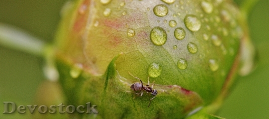 Devostock Peony Bud Ants Rain 0