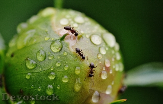 Devostock Peony Bud Ants Rain 1