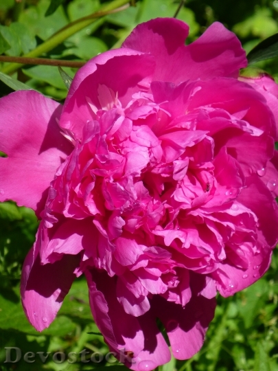 Devostock Peony Rose Pink Flower 0
