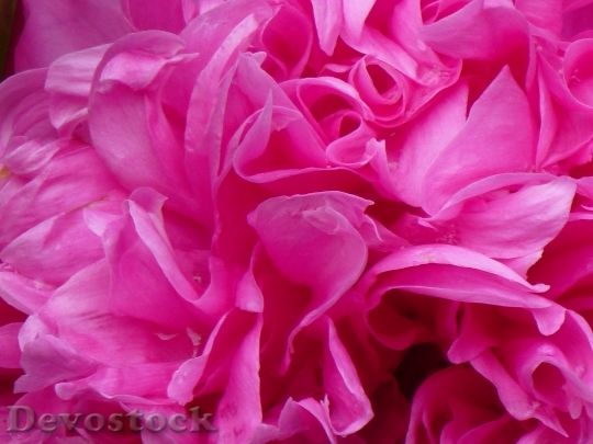 Devostock Peony Rose Pink Flower