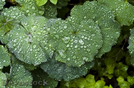 Devostock Perennial Plant Frauenmantel Rain